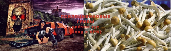 амф Ельня